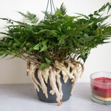 Humata Tyermannii Tropical