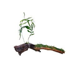 Large Driftwood/Bogwood Wood +