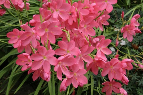 Plant water pond aquatic - water,