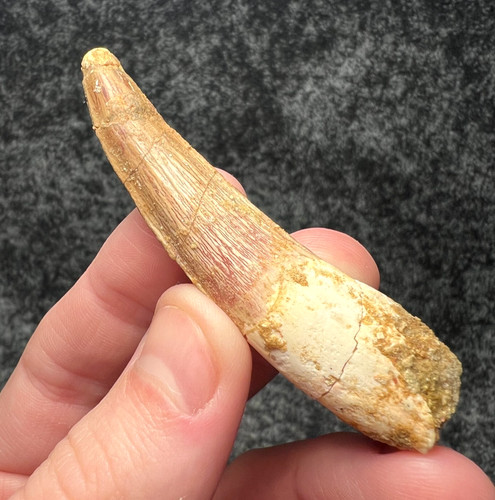 Spinosaurus dinosaur tooth - dinosaur,