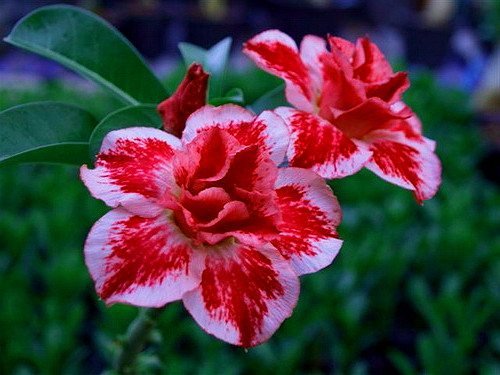 100 adenium obesum - 100,
