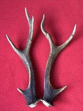 PAIR OF SIKA DEER ANTLERS 231g.   aprox. 26,5/28cm.