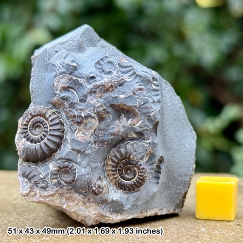 Promicroceras marstonense