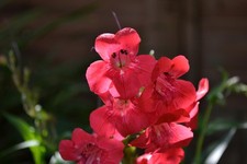 PENSTEMON Garnet in 9cm pots