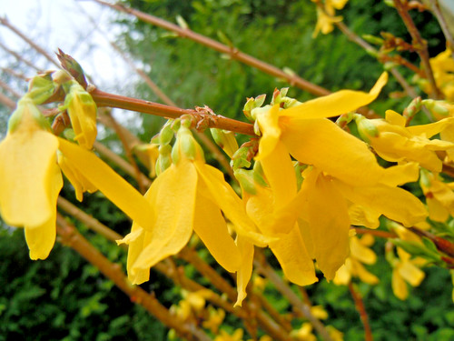 Forsythia intermedia lynwood - intermedia,