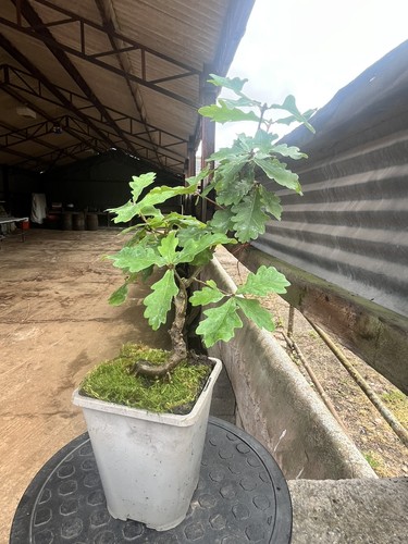 Oak bonsai starter tree - starter,