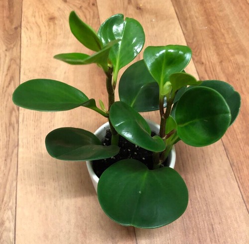 Baby rubber plant - rubber,