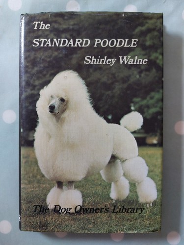 The standard poodle shirley - the,
