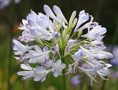 Agapanthus phantom pot - 2l,