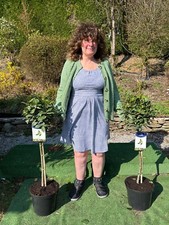 PAIR OF BAY TREES STANDARD