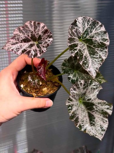 Begonia hybrid rooted - rooted, plant