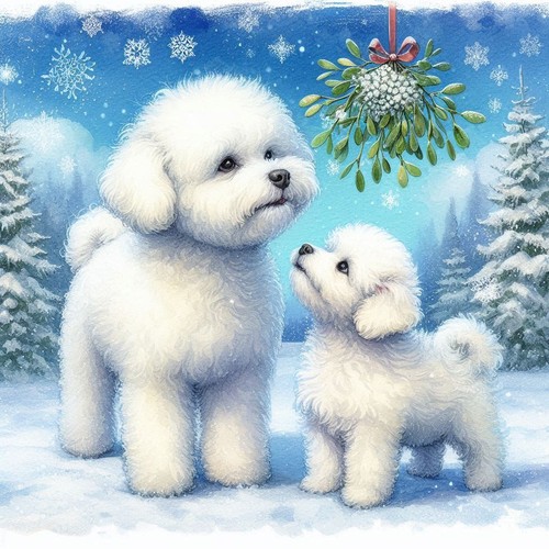 Single luxury bichon frise - luxury,