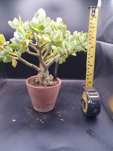Crassula arborescens - crassula,