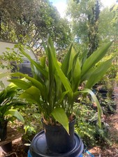 Aspidistra Cast Iron Plant, 60+cm tall (10 litre pot), 20+leaves