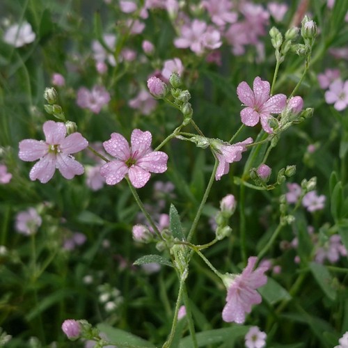 Gypsophilia repens creeping - gypsophilia, |
