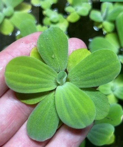 Water lettuce aquatic - x,