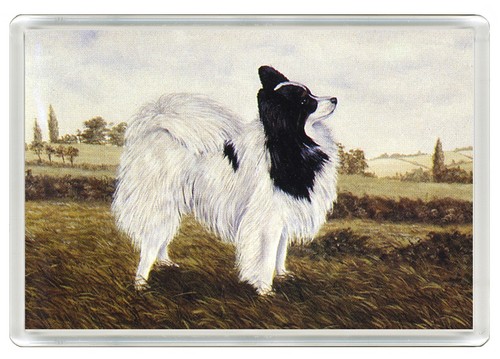 Papillon dog fridge magnet - dog,