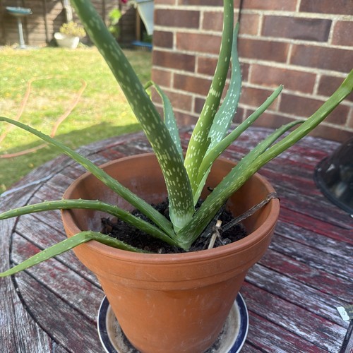 Aloe vera plant large - -, live