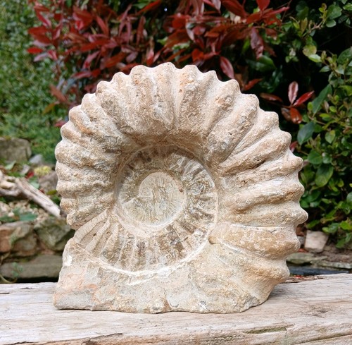 Large fossil ammonite - large,