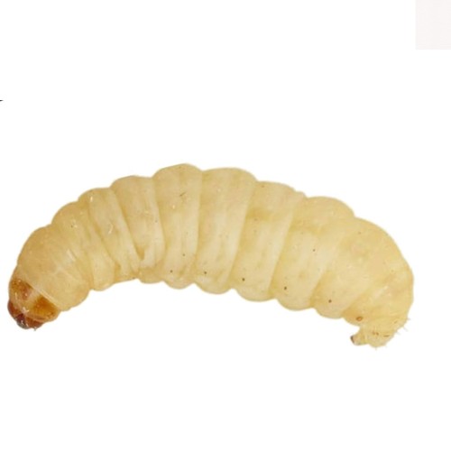 Pack live waxworms 15g for - 15g,
