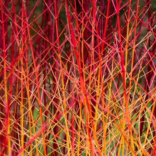 Cornus sanguinea midwinter - cornus,