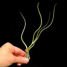 Butzii Tillandsia Air Plant easy care houseplant 15cm