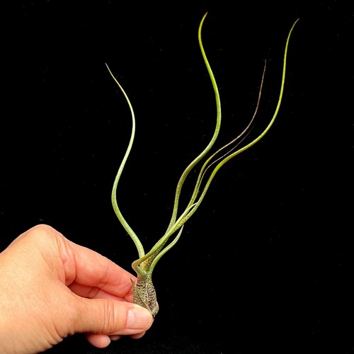 Butzii tillandsia air - butzii,