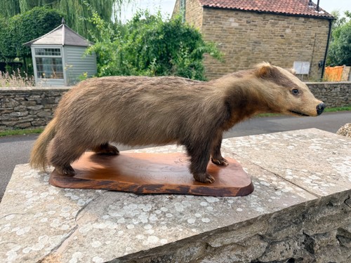Vintage taxidermy badger - taxidermy, on