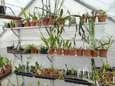 6" (15cm) Aluminium Greenhouse