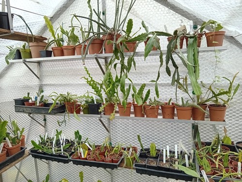Aluminium greenhouse - 6",