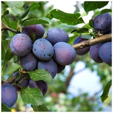 Czar Plum Tree 4-5ft Self Fertile,Ready to Fruit,Good For Cooking or Eating