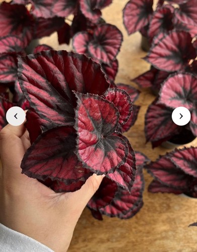 Begonia magic colours red - begonia,