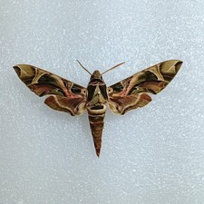 Oleander Hawk-Moth, Daphnis