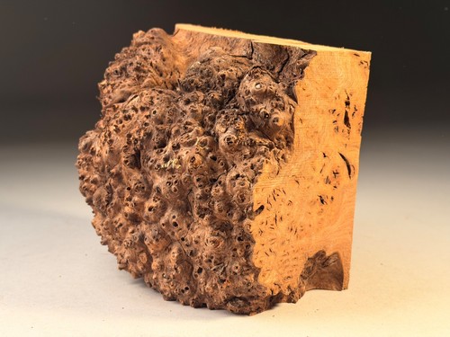 Cap burr elm live - burr,