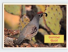 Postcard Gambel Quail