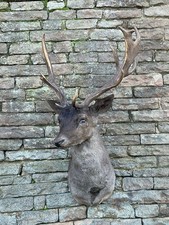 Fallow deer buck taxidermy - fallow,