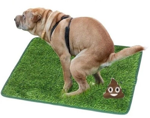 Pet dog toilet - pet,