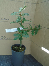 Quercus cerris (Turkey oak) in