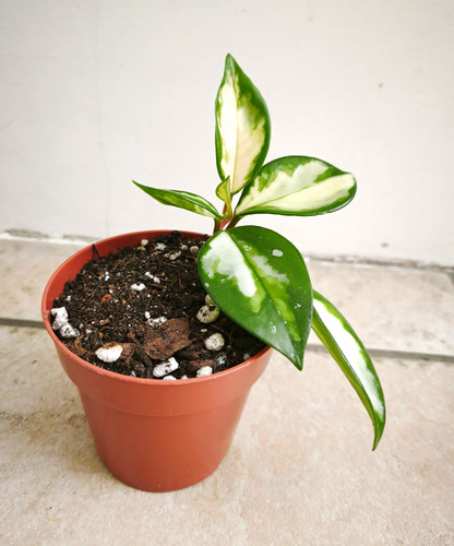 Hoya carnosa krimson - krimson, princess