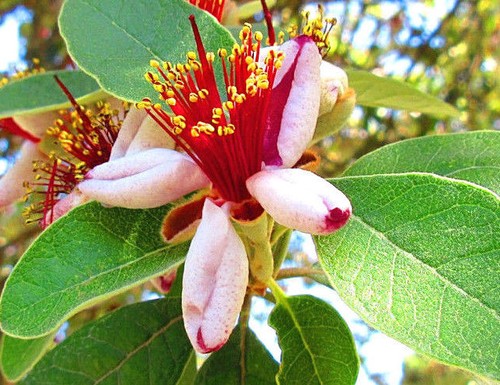Acca sellowiana pineapple - acca, sellowiana,