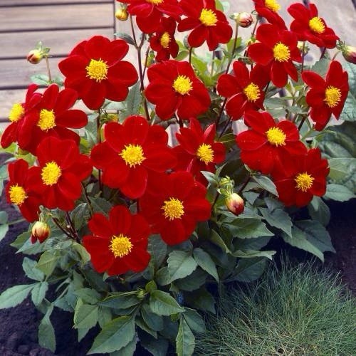 Dahlia mignon red bulbs - dahlia,