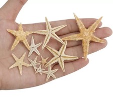 Natural starfish 10mm 60mm - -, 10mm-60mm