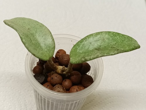 Hoya carnosa grey - carnosa, ghost