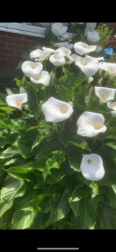 Arum lily better known - better, as