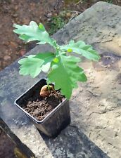 English OAK TREE seedlings 10- 20cm high plant a tree hedge tree sapling acorns