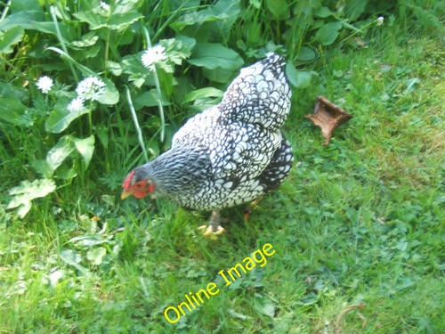 Photo 12x8 hen - photo,
