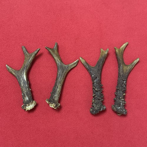 Pairs roe deer - pairs,