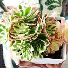 Exact Plant | Aeonium White