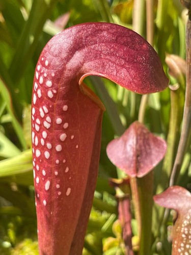 Carnivorous plant saracenia - plant,