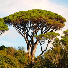Stone Pine Tree Seeds - For